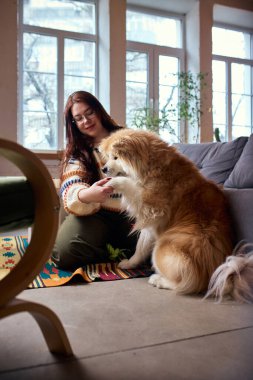 Tüylü köpekleri eğiten bir kadın parlak bir dairede pençe atıyor. Pozitif pekiştirme eğitimi, hayvan eğitim hizmetleri, itaat okulu reklamları ve modern hayvan yaşam tarzı kampanyaları kavramı.