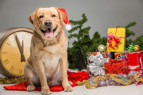 Labrador con Sombrero de Santa. Guirnalda de Año Nuevo —  Fotos de Stock