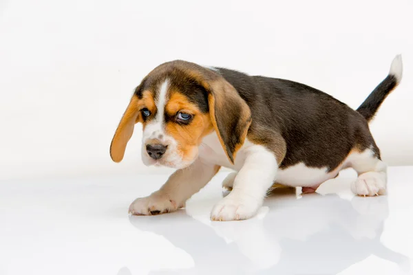 Perrito beagle sobre fondo blanco —  Fotos de Stock