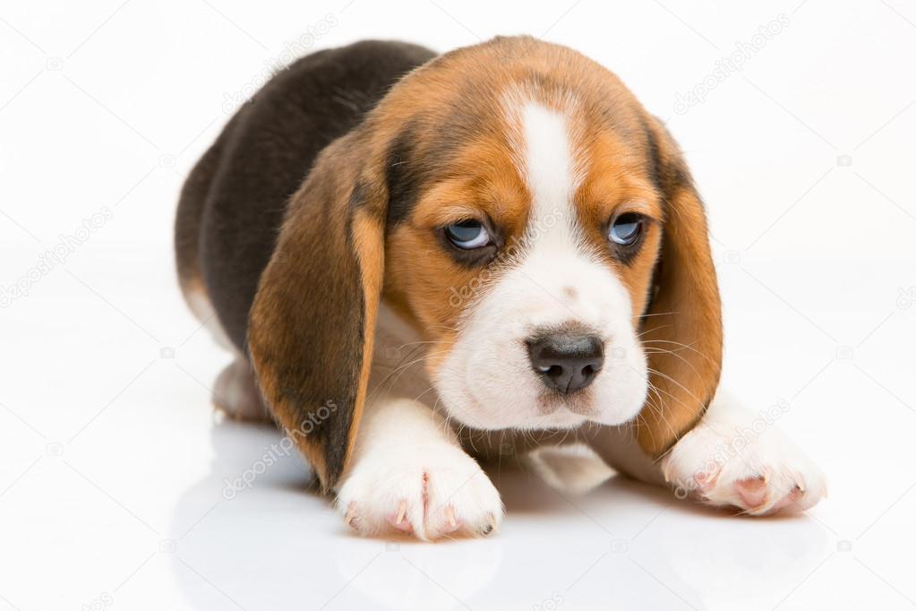「ビーグル子犬」の画像検索結果