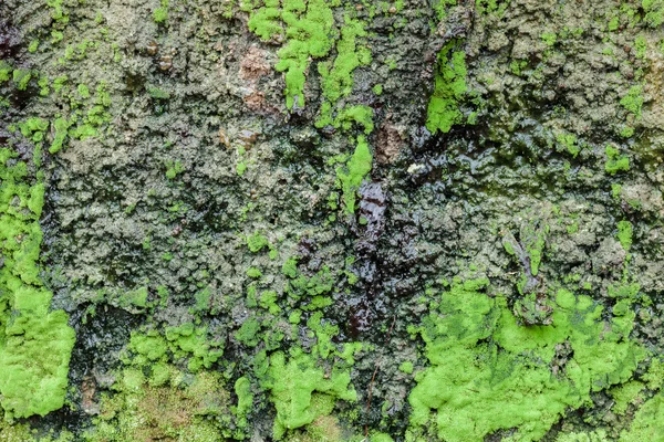 Natural tree bark and moss green — Stock Photo, Image
