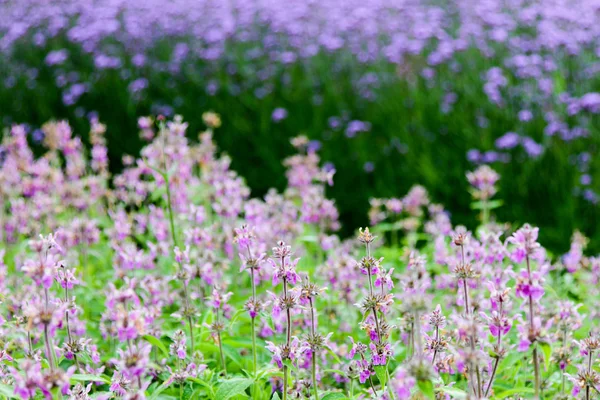 Flores em Kew Gardens perto de Londres, Reino Unido . — Fotografia de Stock