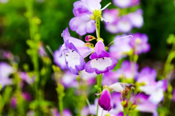 Fiori Kew Gardens vicino Londra, Regno Unito . — Foto Stock