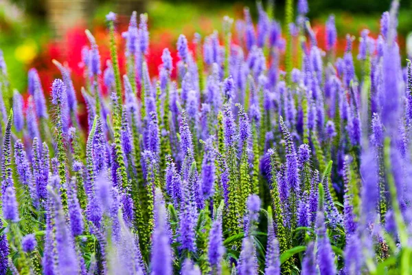 Квіти в саду К'ю-Гарденз поблизу Лондона, Великобританія. — стокове фото