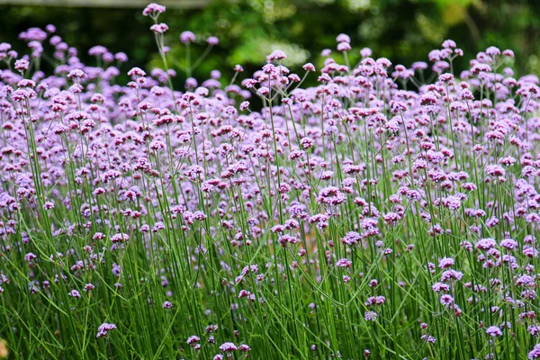 Flores em Kew Gardens perto de Londres, Reino Unido . — Fotografia de Stock