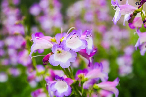 Fiori Kew Gardens vicino Londra, Regno Unito . — Foto Stock