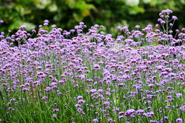 Flores em Kew Gardens perto de Londres, Reino Unido . — Fotografia de Stock