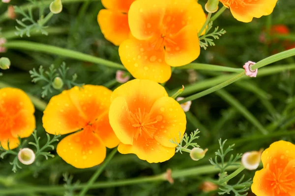 Çiçekler içinde Kew Gardens yakınındaki Londra, İngiltere.
