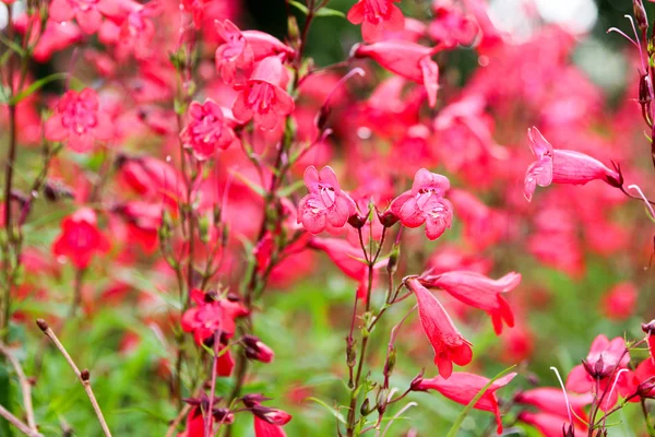 Çiçekler içinde Kew Gardens yakınındaki Londra, İngiltere.