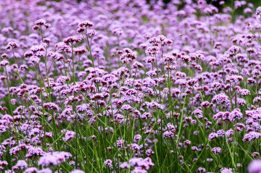 Çiçekler içinde Kew Gardens yakınındaki Londra, İngiltere.
