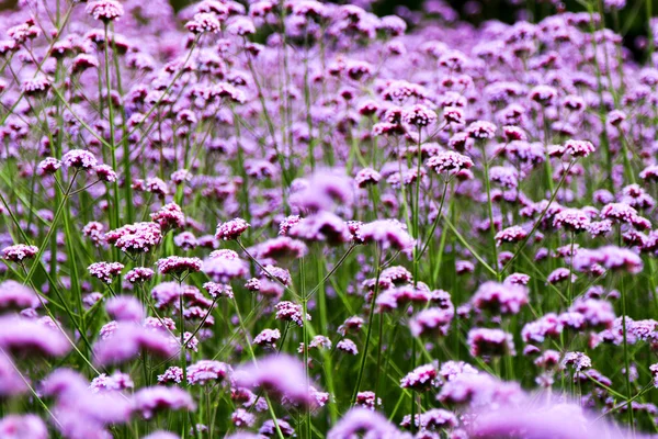 Flores em Kew Gardens perto de Londres, Reino Unido . — Fotografia de Stock