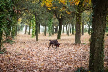 Domalan Provence, Fransa için köpek av