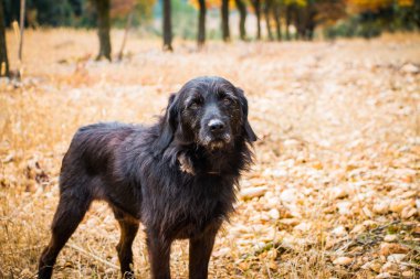Truffle av köpeği bir mola alır