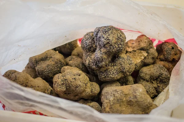 Taze bir plastik torba içinde bordo truffle aldı