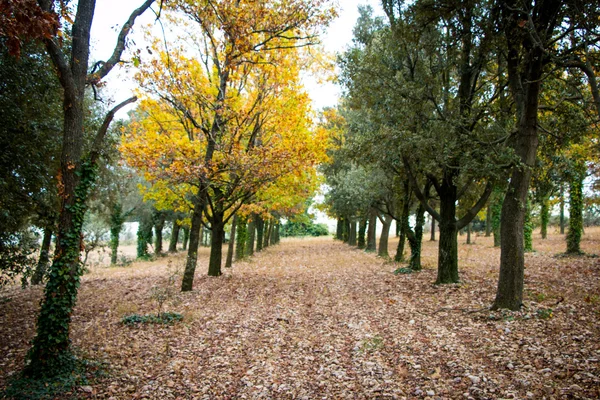 Meşe ağacında sonbahar sırasında orkide Provence, Fransa