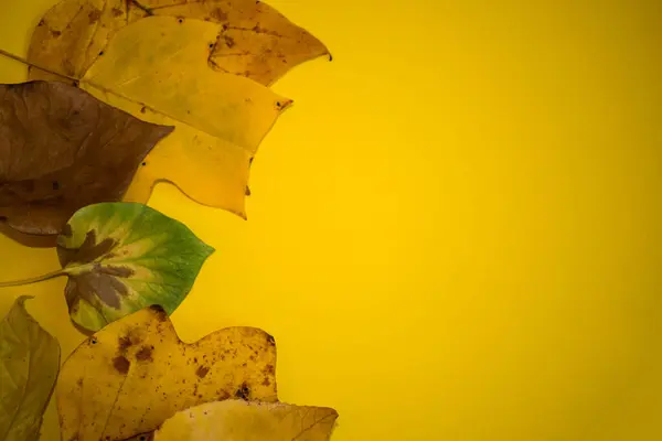 Autumn Yellow Background Wallpaper Dry Leaves Copy Space — Stock Photo, Image