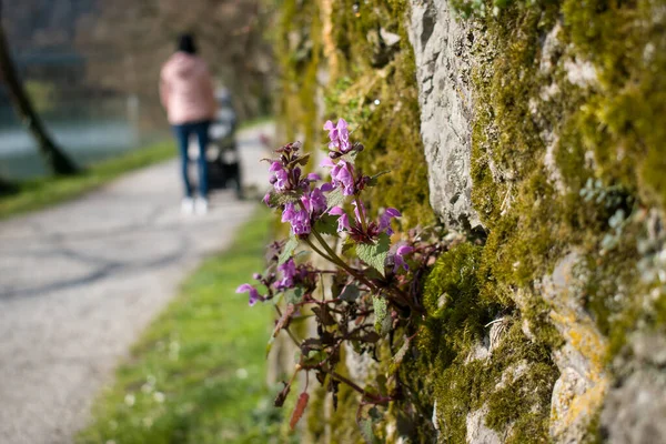 Spring flowers on the stone wall with young mother walking and pushing stroller by the river in the background