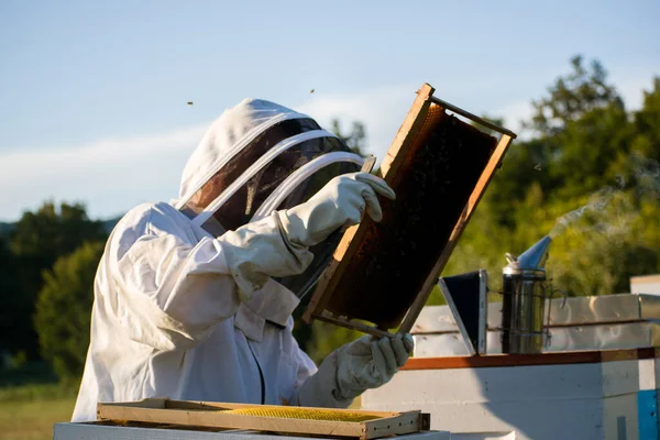 Apicultor Traje Protector Blanco Que Sostiene Marco Colmena Inspecciona Abejas —  Fotos de Stock