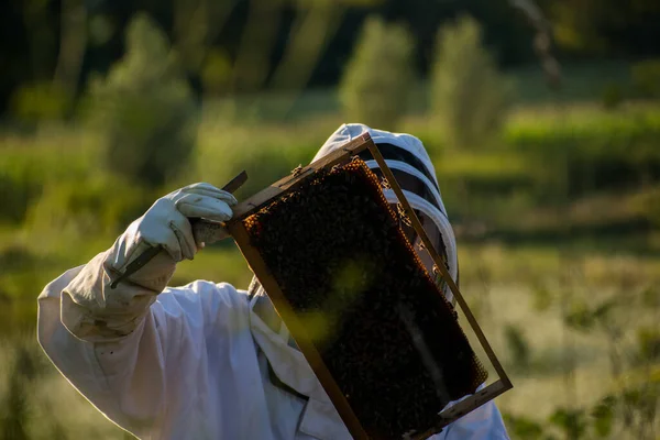 Пчеловод Осматривает Улей Зеленой Природой Качестве Фона — стоковое фото