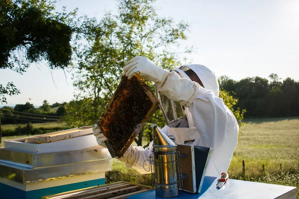 Včelař Bujné Zelené Přírodě Pracuje Včelami Kontroluje Úly — Stock fotografie