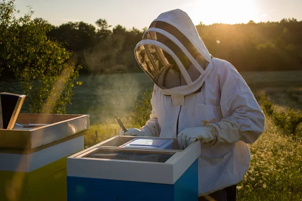 Apicultor Trabajando Colmenar Con Abejas Colmenas —  Fotos de Stock