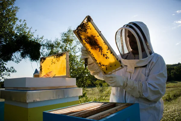 Včelař Pracující Včelíně Držící Voštinový Rám — Stock fotografie