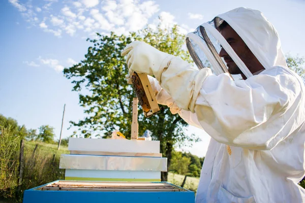 Apicultor Sosteniendo Panal Colmena Inspeccionando Salud Las Abejas —  Fotos de Stock