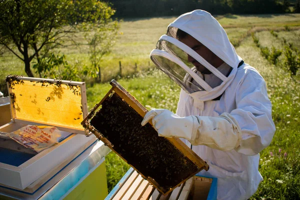 Včelař Bílém Včelařském Obleku Pracuje Včelami Včelíně Kontroluje Plástve — Stock fotografie