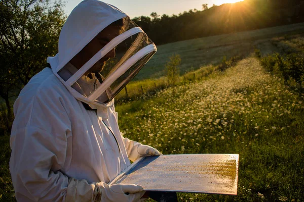 Včelaři Čistí Včelí Úly Při Západu Slunce — Stock fotografie