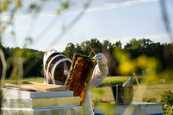 Пчеловод Осматривает Ульи Пасеке — стоковое фото