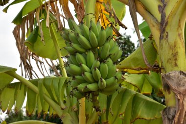 Ham muz muz ağacı üzerinde