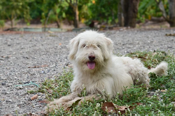 Shaggy perro agachado en camino de grava —  Fotos de Stock