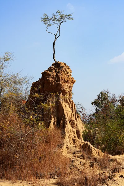 Tree on soil pillar — Stock Photo, Image