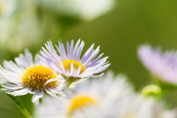 Kwiaty daisy — Zdjęcie stockowe