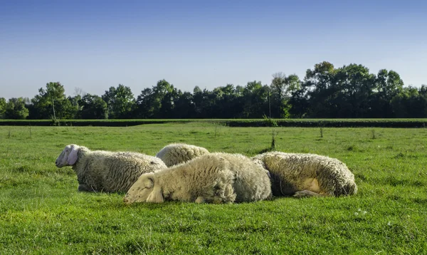 Young sheep lying with flock — Stock Photo, Image