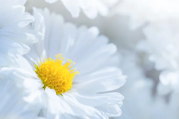 Daisy blomster – stockfoto