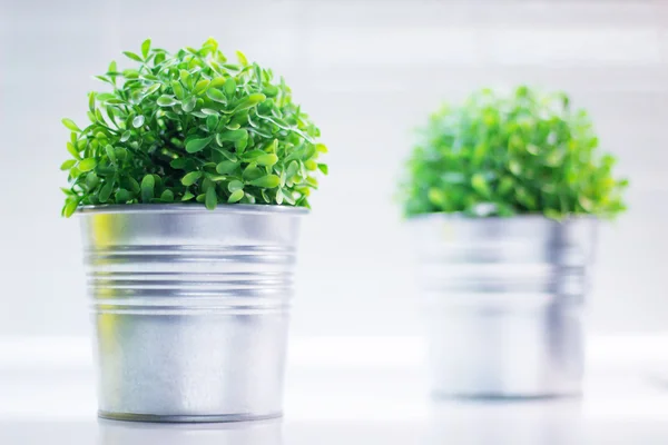 Tencerede plastik bitki