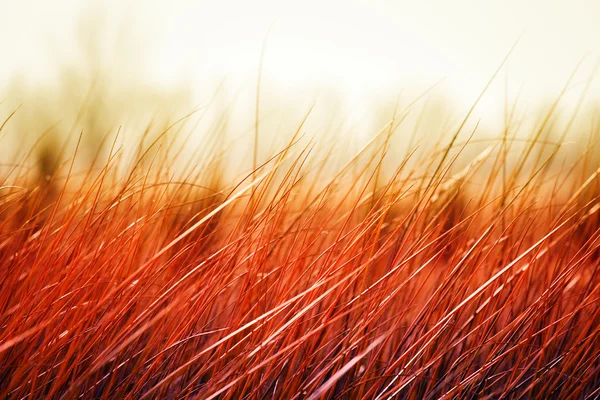 風に乗って夕日を草します。 — ストック写真