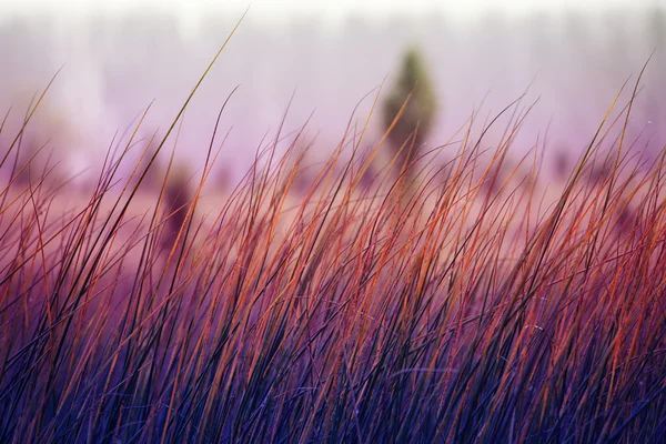 Çim ve günbatımı rüzgarda kenevir