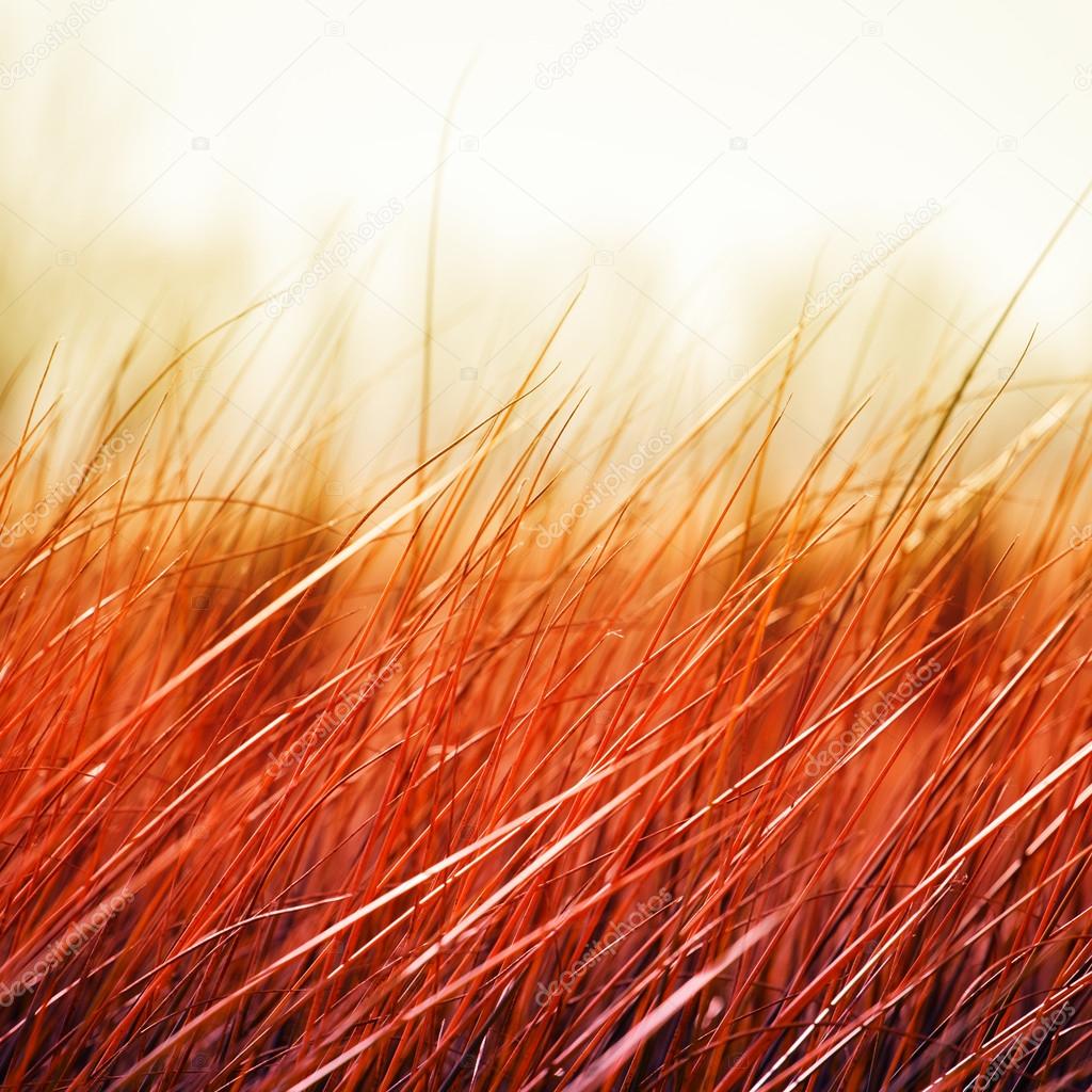 Grass in sunset on the wind