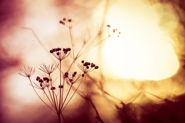 Silhouette de fleurs sauvages sèches dans la prairie au lever du soleil — Photo