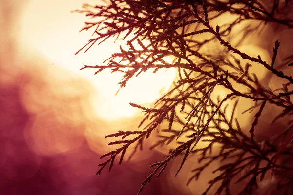 日の出の間牧草地の常緑高木のシルエット — ストック写真