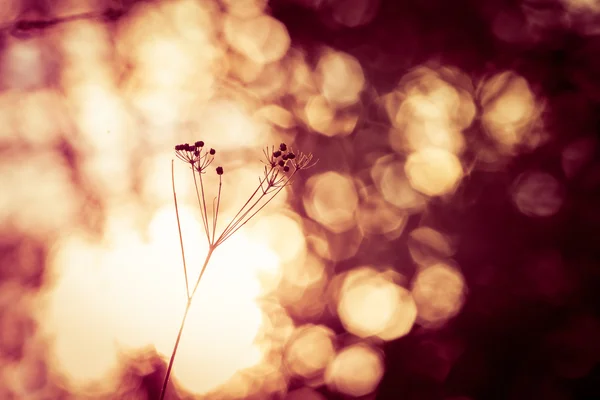 Silhouette de fleurs sauvages sèches dans la prairie au lever du soleil — Photo