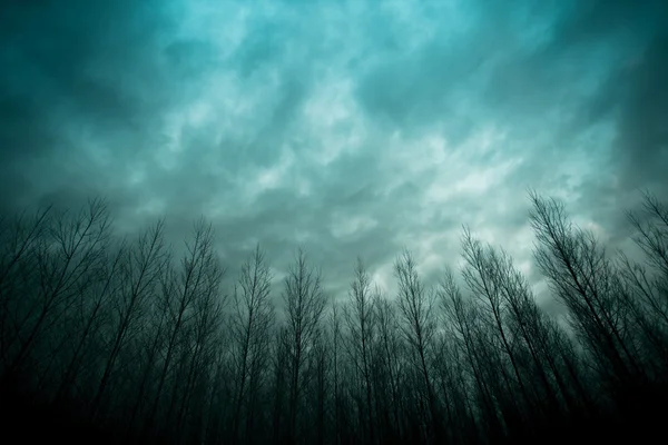 Orman bulutlu bir mavi gökyüzü altında.