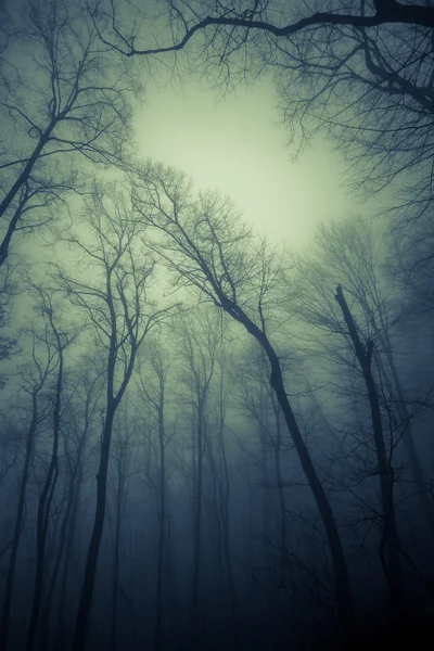 在雾中的森林 — 图库照片
