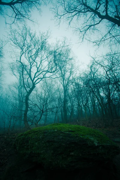 Las we mgle — Zdjęcie stockowe