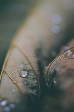 Kahverengi yaprak kuru. Retro Vintage filtre