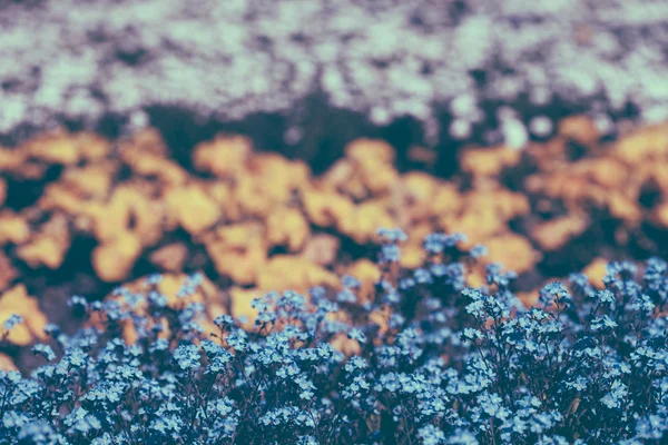 Wiosna Kwiaty makro — Zdjęcie stockowe