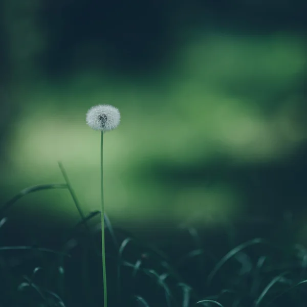タンポポの花の背景 — ストック写真