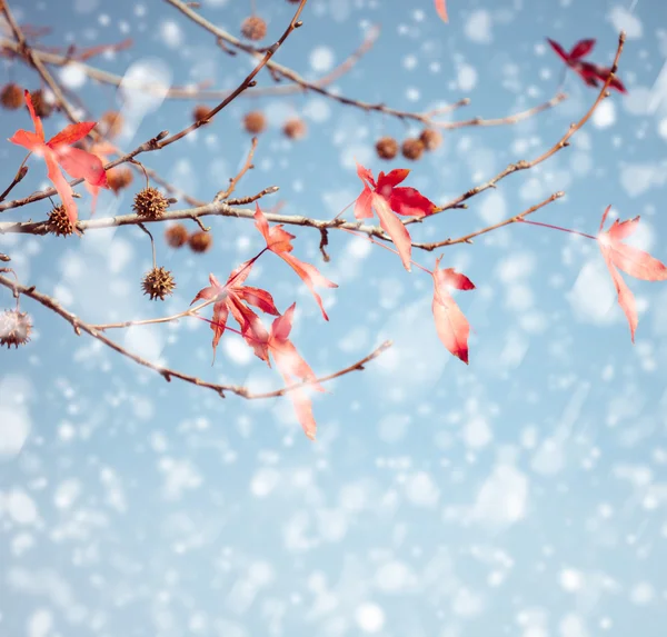 Kışın ağaç dalları